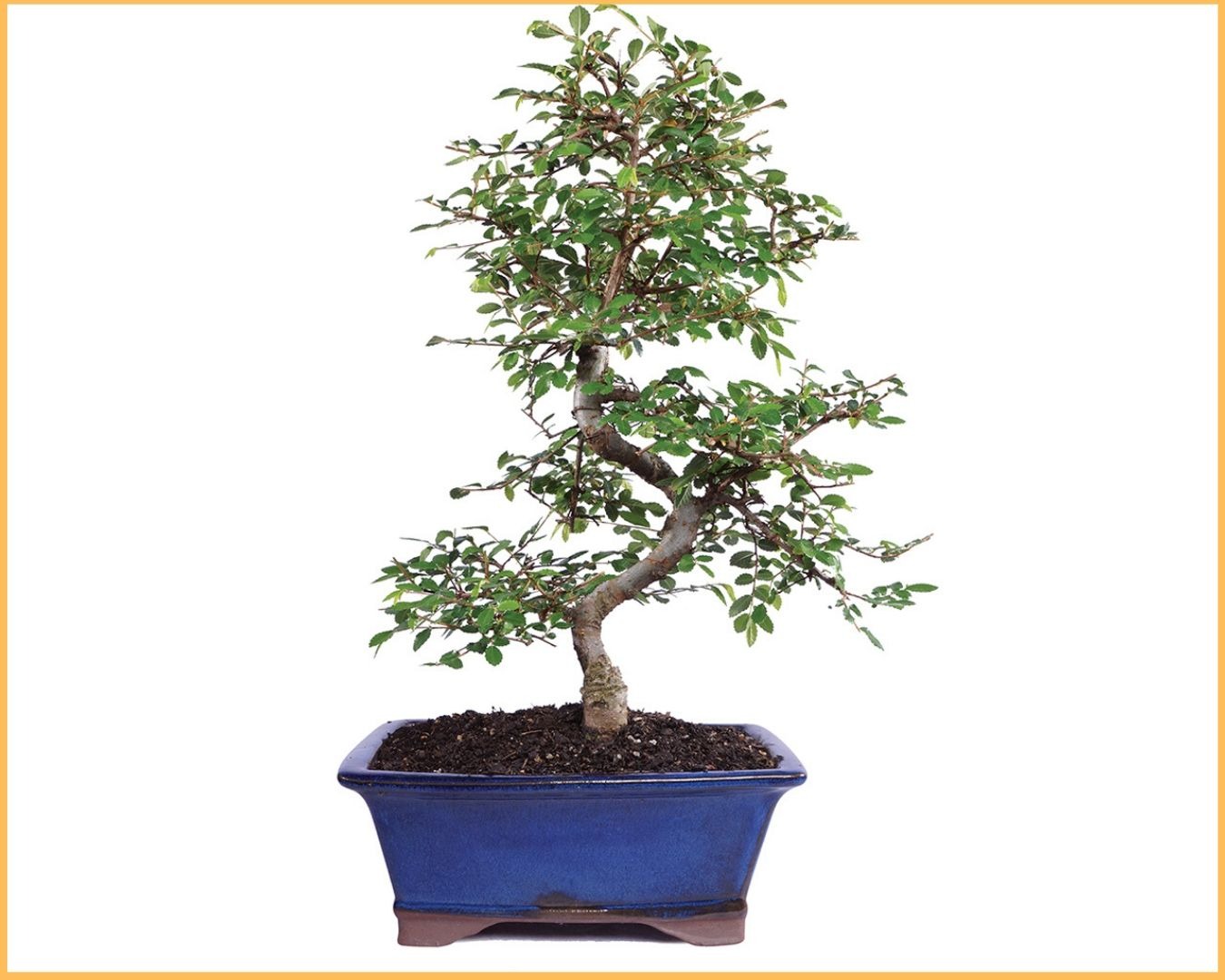 Ad by bonsaioutlet.com