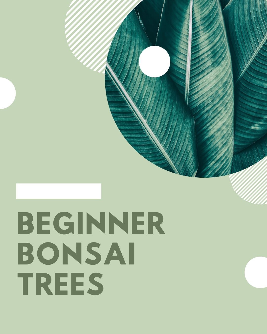 Ad by bonsaioutlet.com