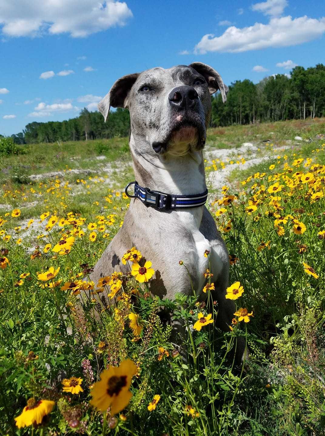 Ad by thinbluelineusa.com