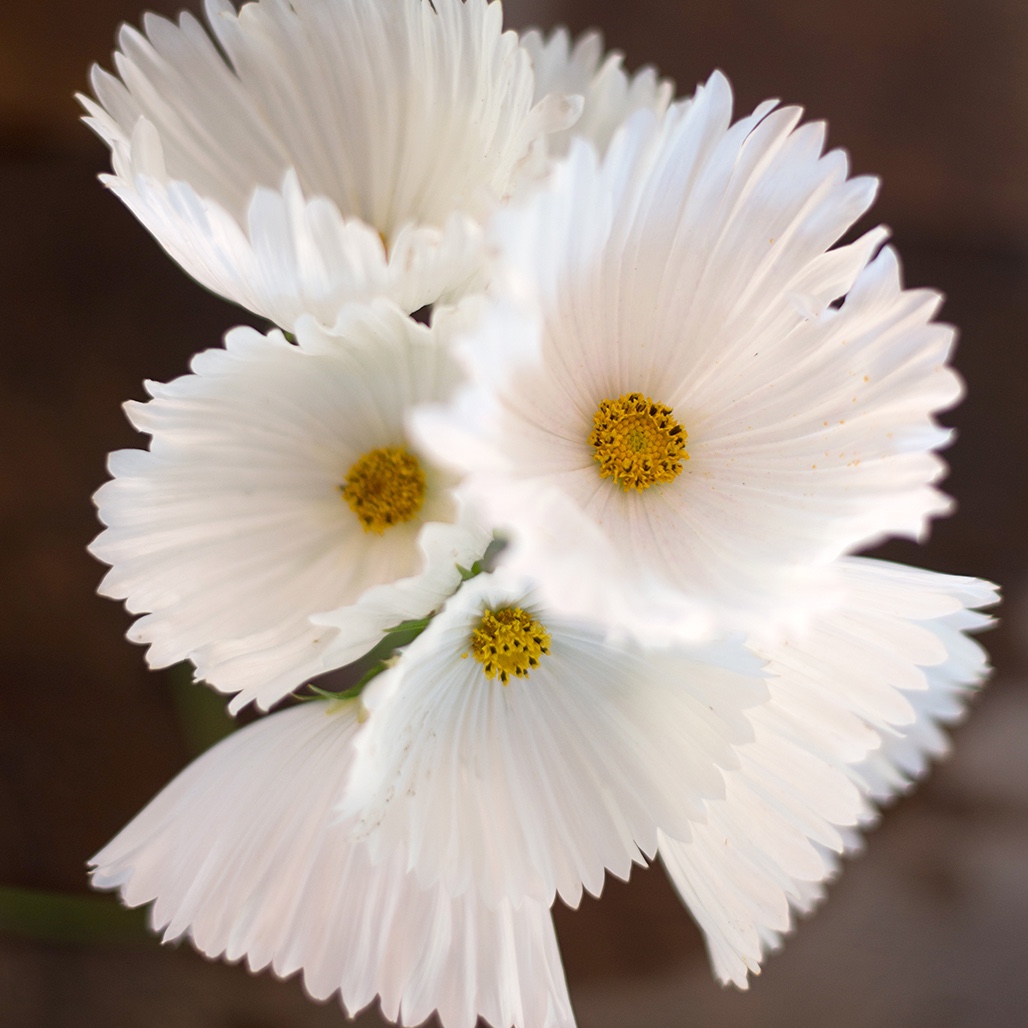 Ad by superseeds.com