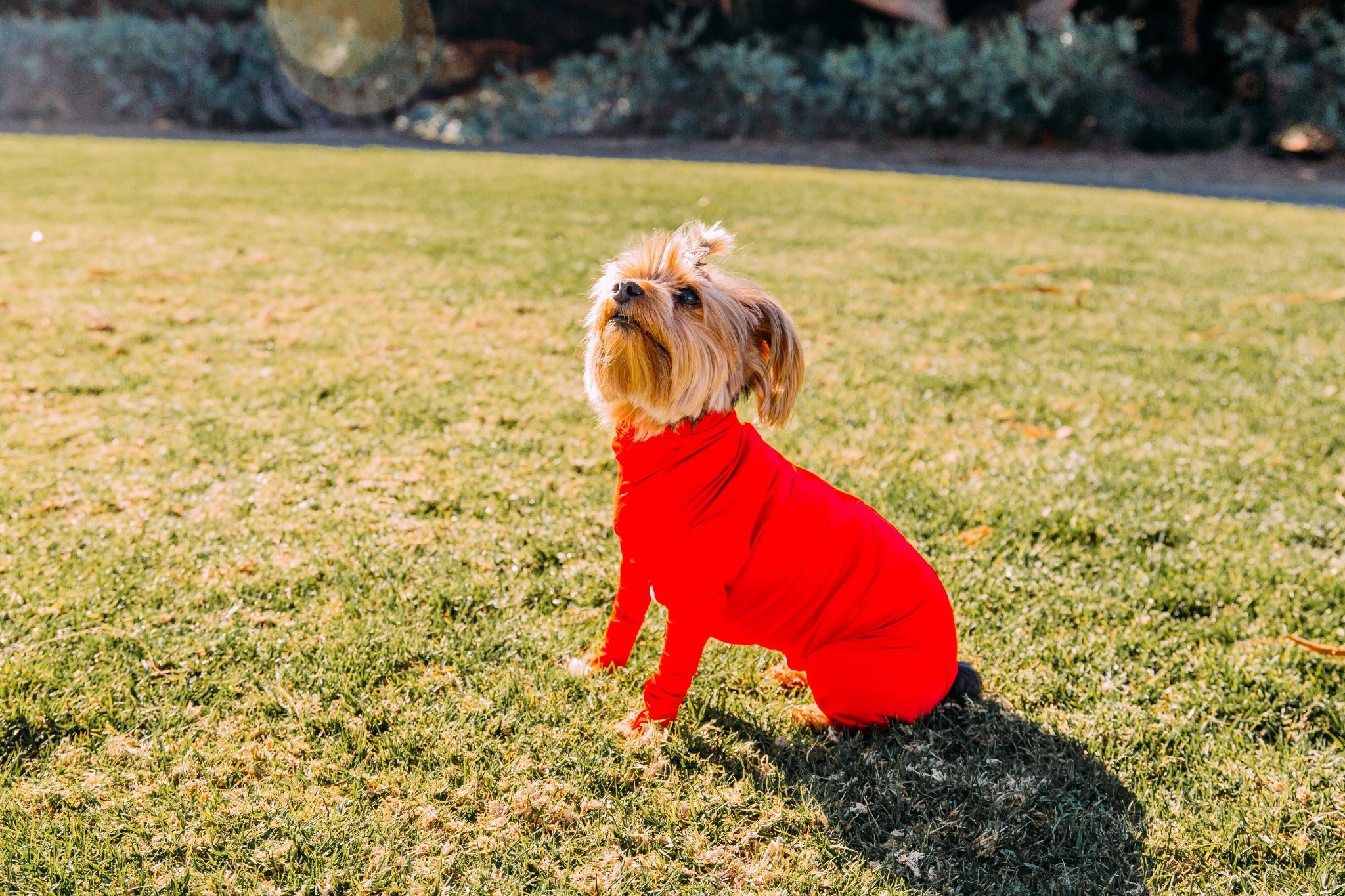 Ad by sheddefender.com