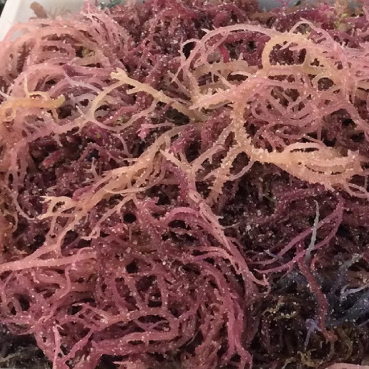 Ad by embracepangaea.com