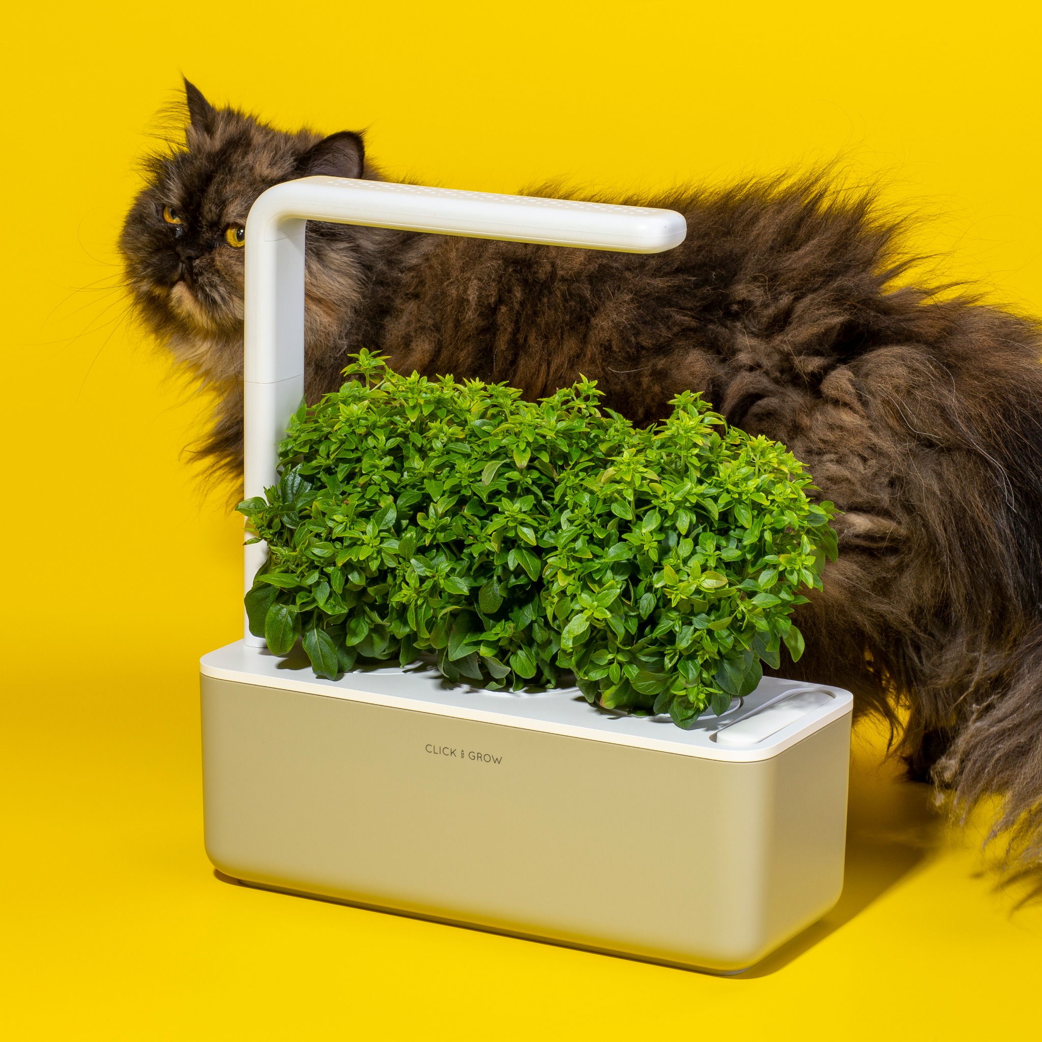 Ad by clickandgrow.com