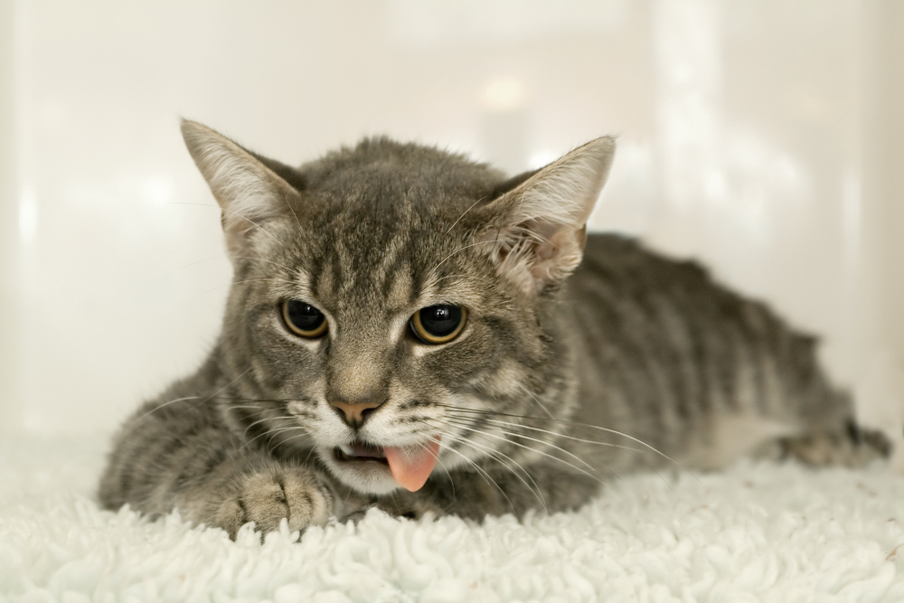 Ad by petsonbroadway.com