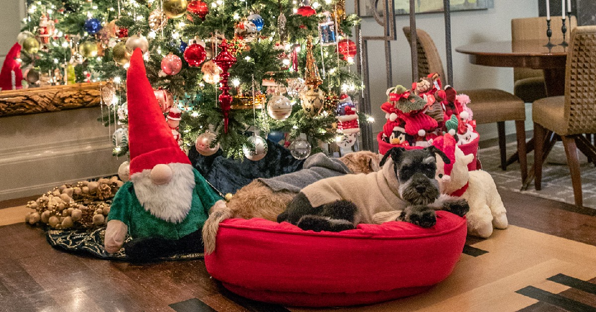 Ad by caninestyles.com