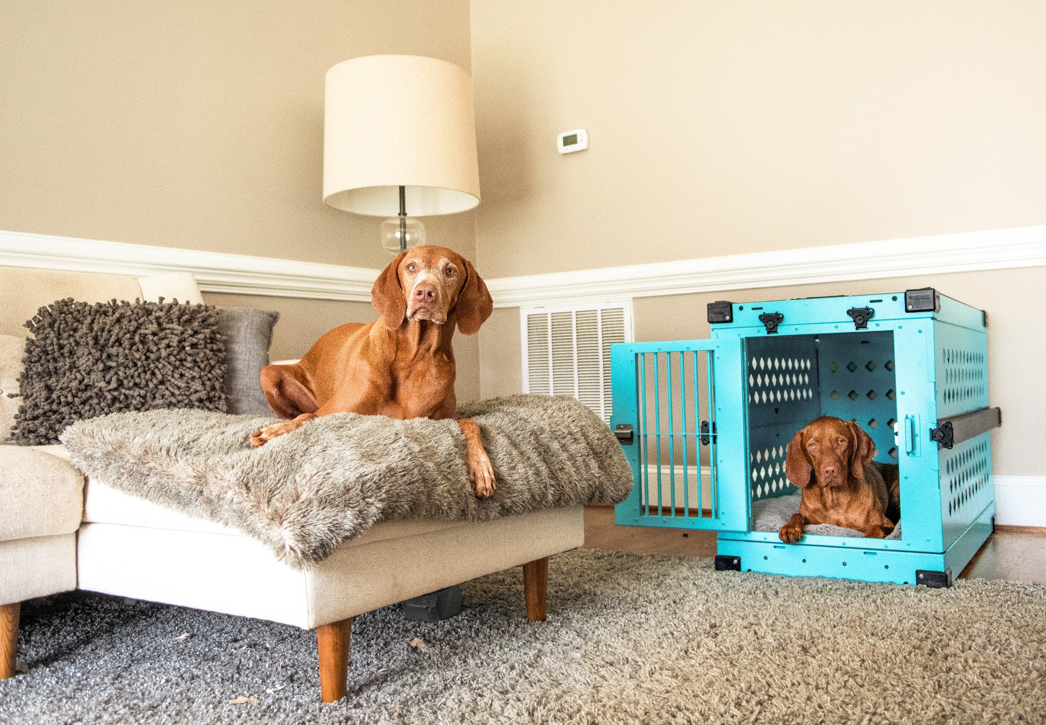 Ad by impactdogcrates.com