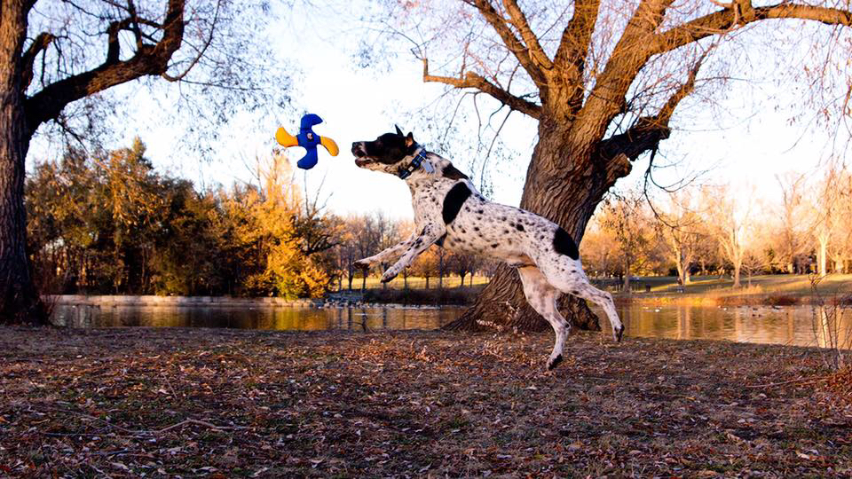 Ad by loveamericandog.com