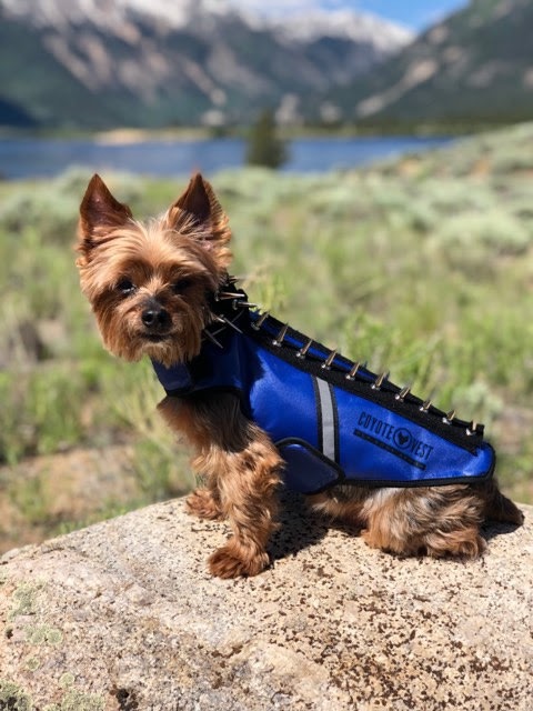 Ad by coyotevest.com