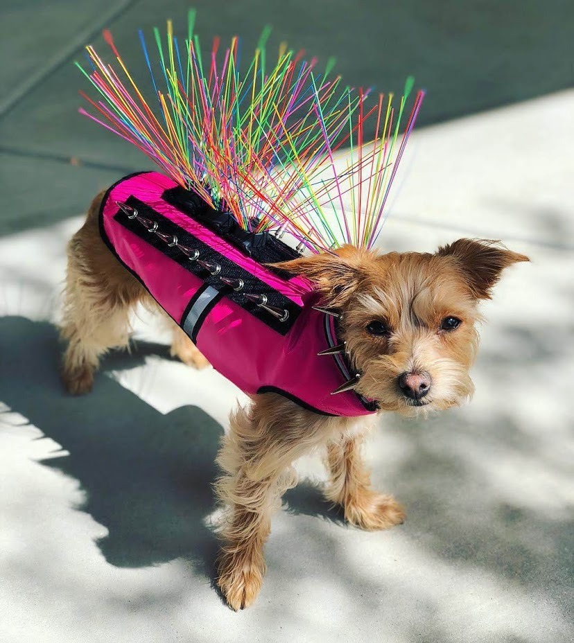Ad by coyotevest.com