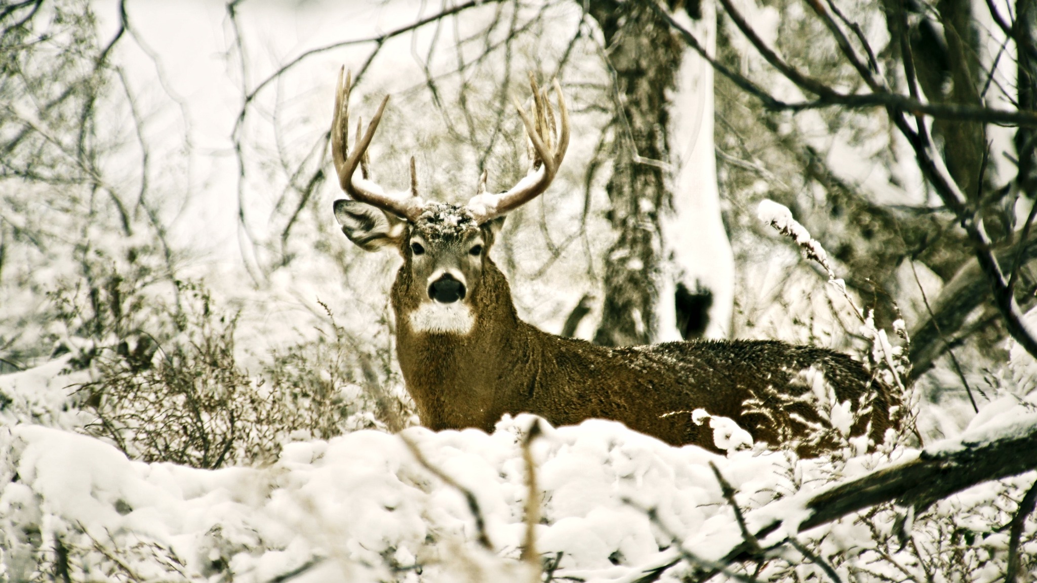 Ad by whitetailadrenaline.com