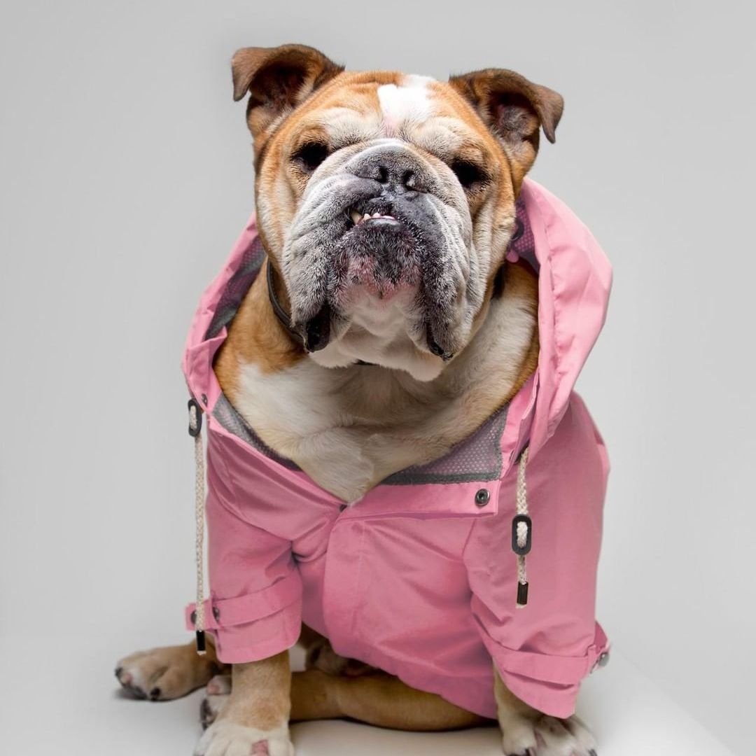 Ad by max-bone.com