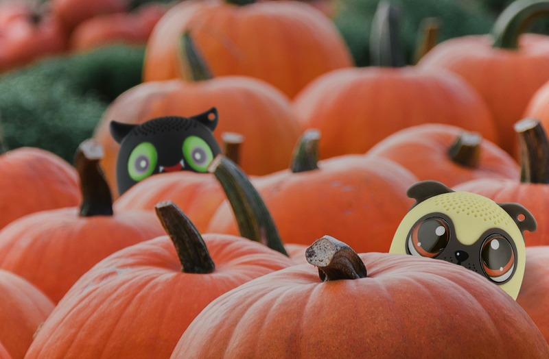 Ad by myaudiopet.com