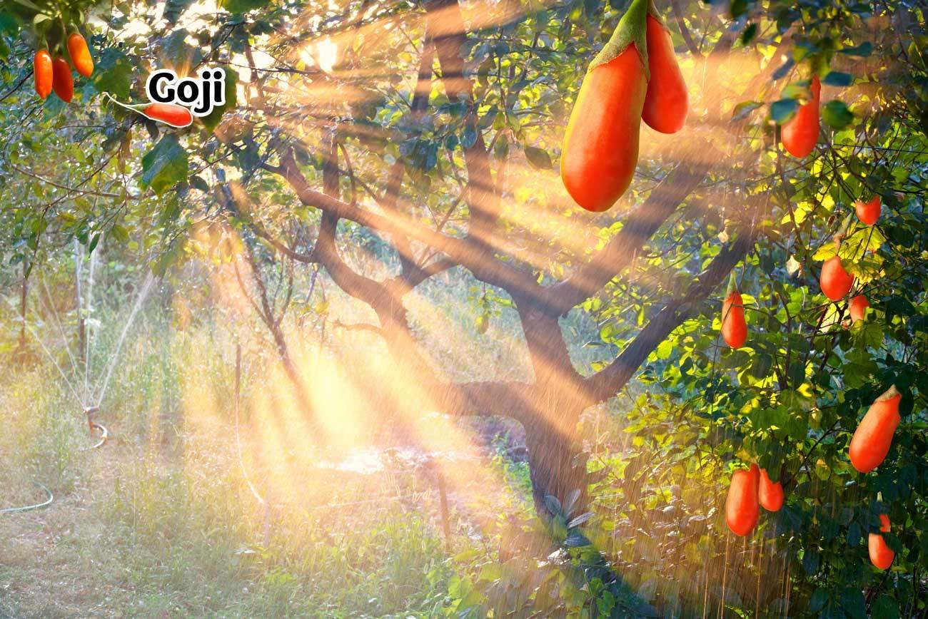 Ad by tonictinctures.com