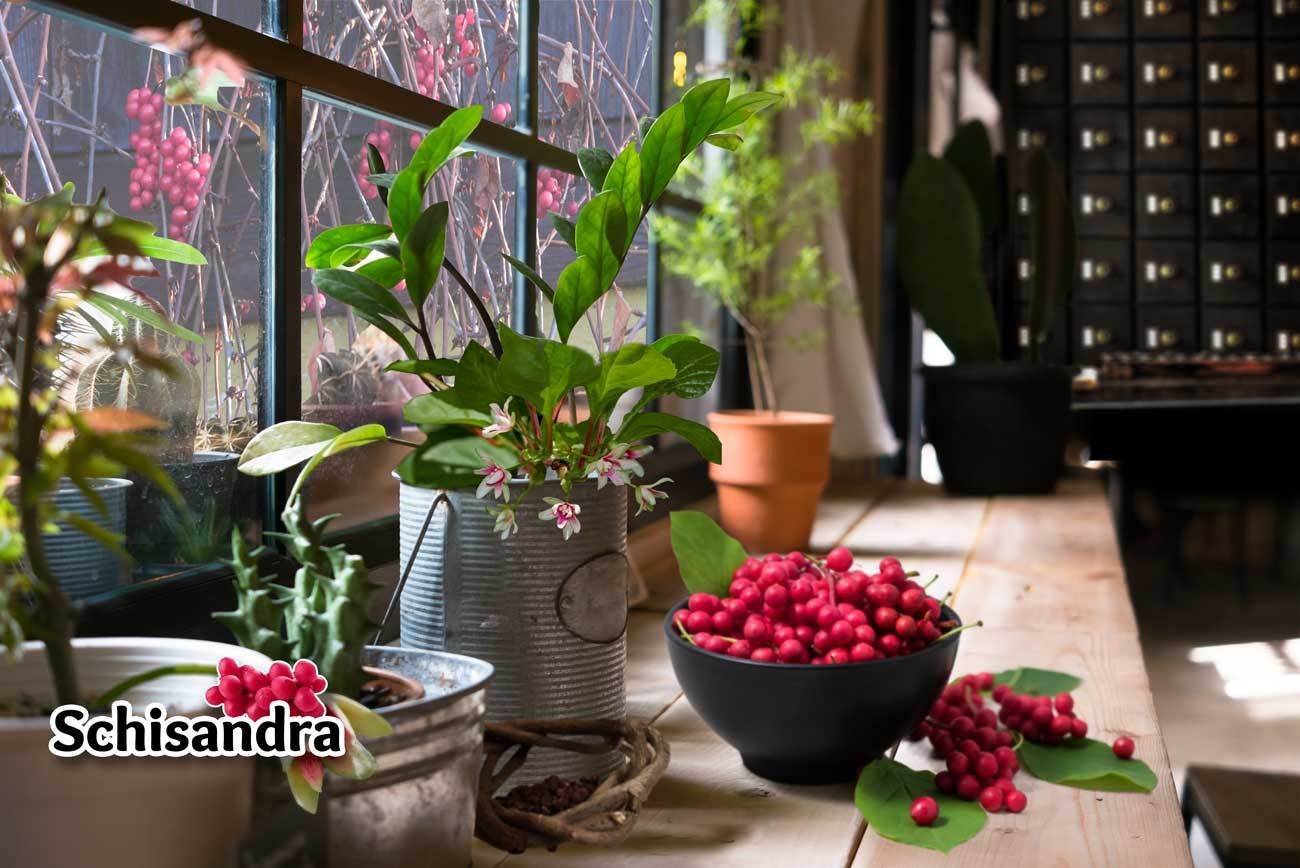 Ad by tonictinctures.com