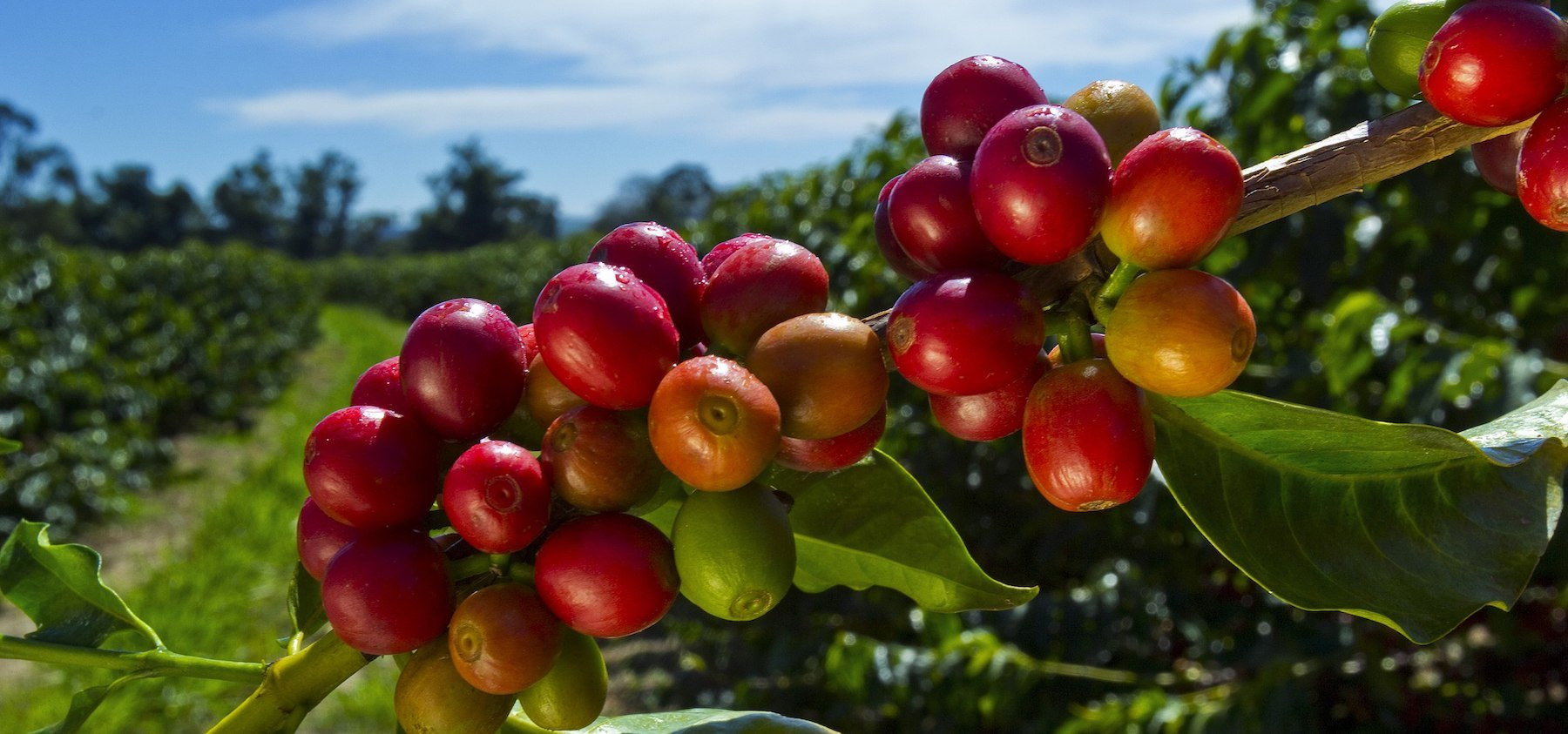 Ad by goat-story.com