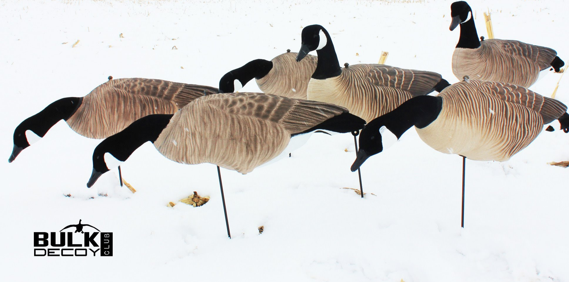 Ad by bulkdecoyclub.com