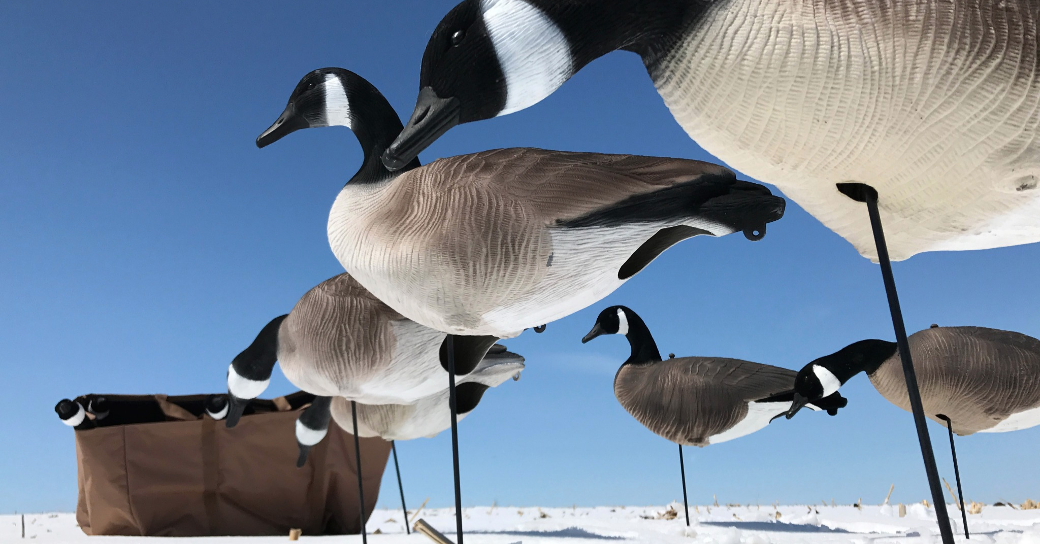 Ad by bulkdecoyclub.com