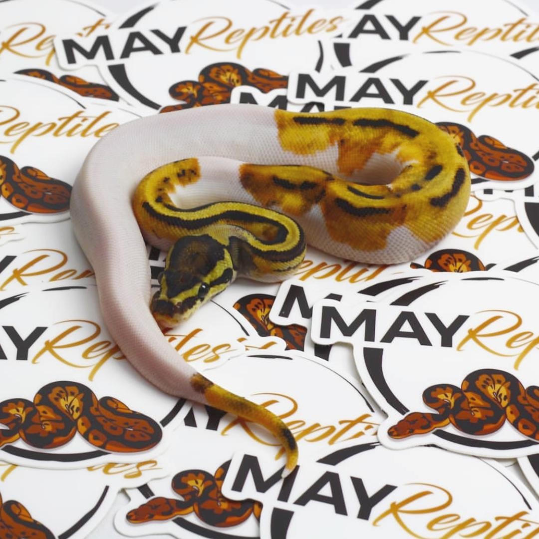 Ad by rockinmonkey.com