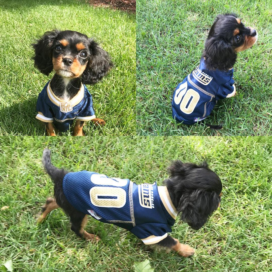 Ad by athleticpets.com