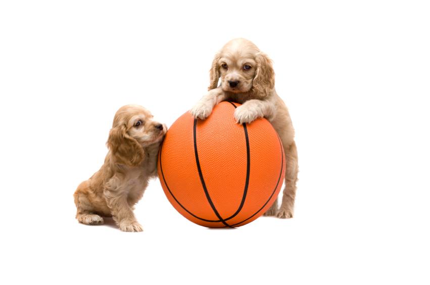Ad by athleticpets.com