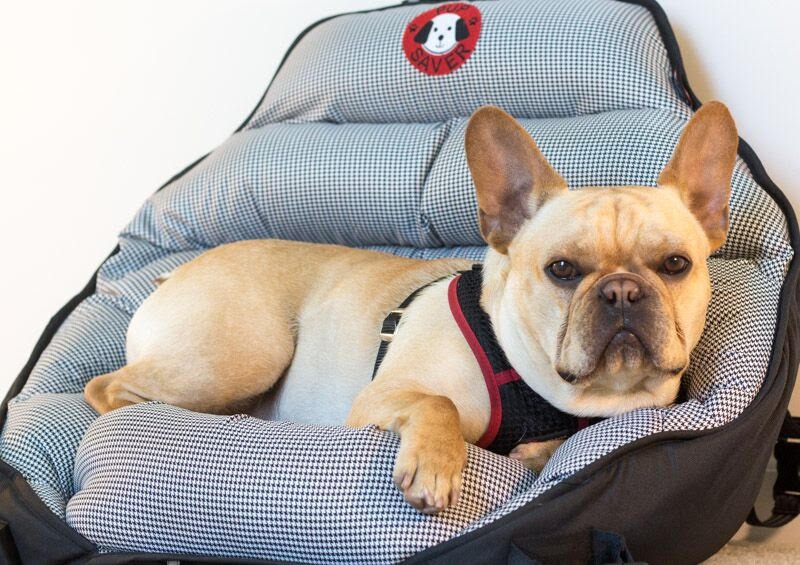 Ad by pupsaver.com