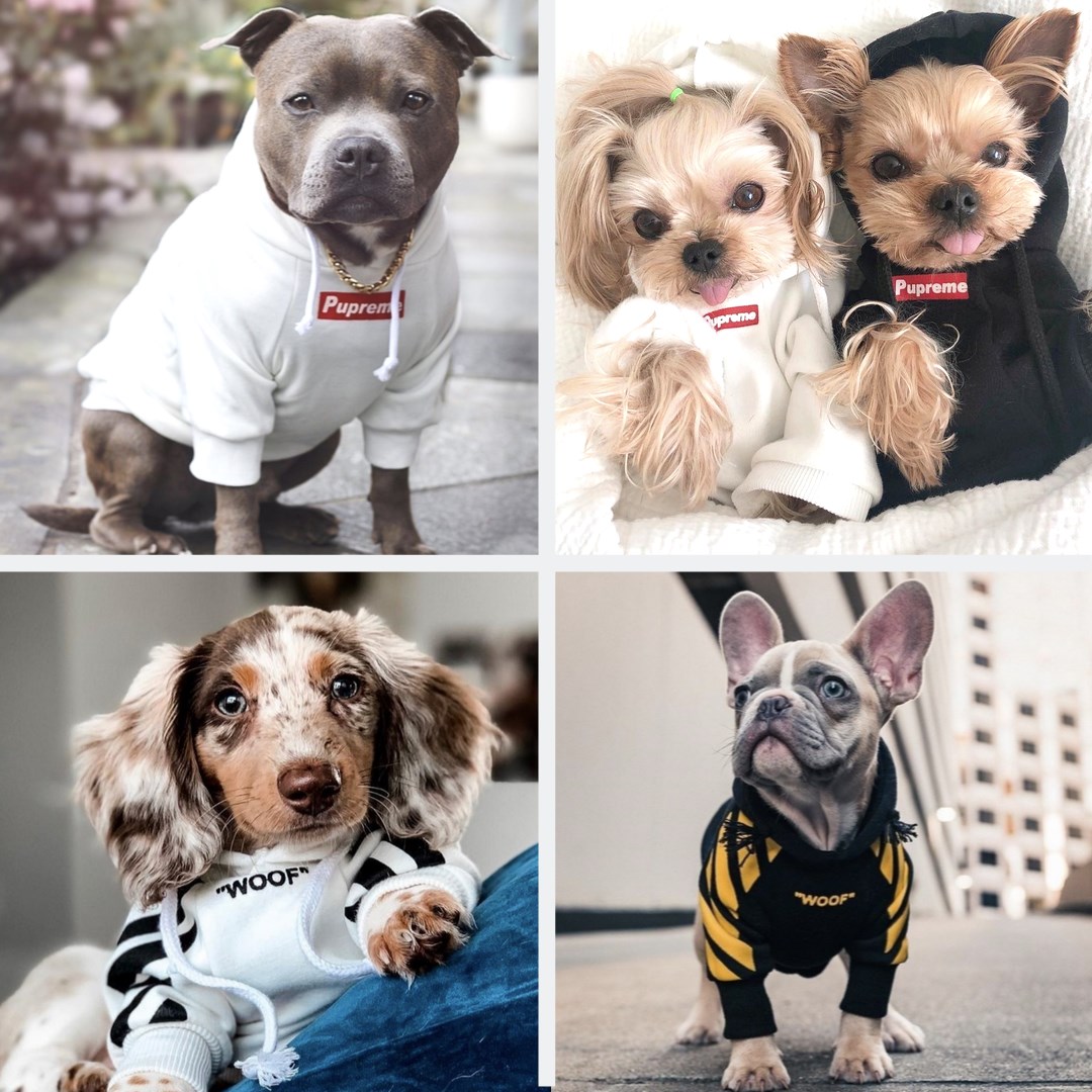 Ad by icondogwear.com