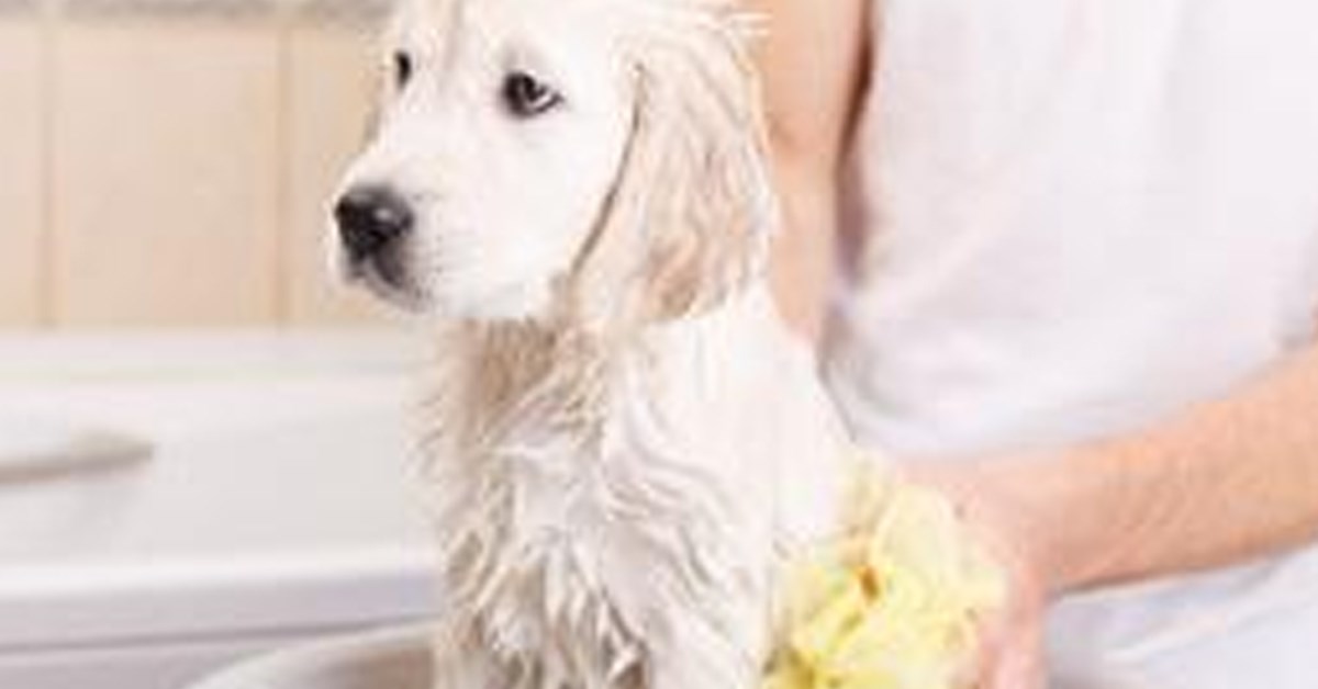 Ad by cozypetshops.com