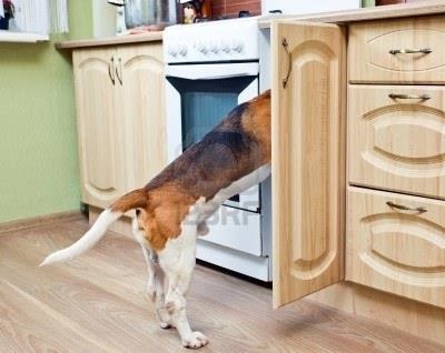 Ad by furryfriendsinc.com