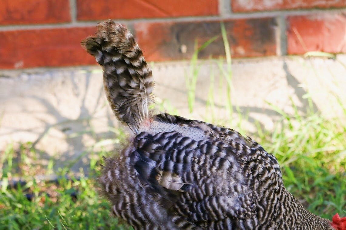 Ad by grubblyfarms.com