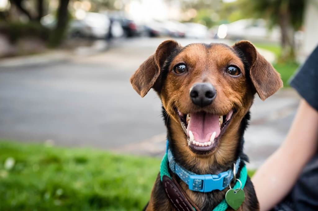 Ad by zestypaws.com