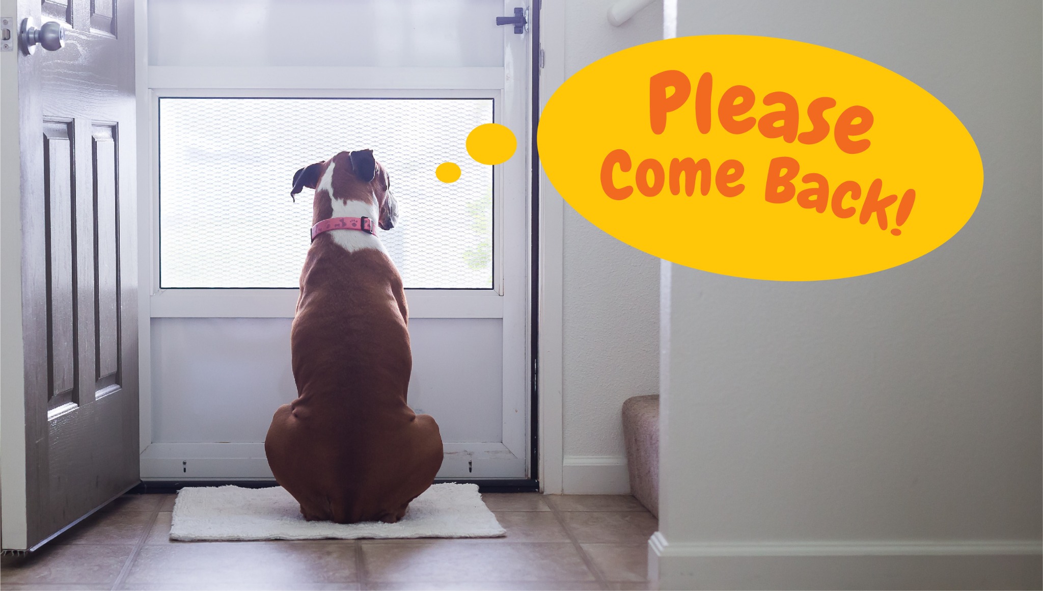 Ad by zestypaws.com