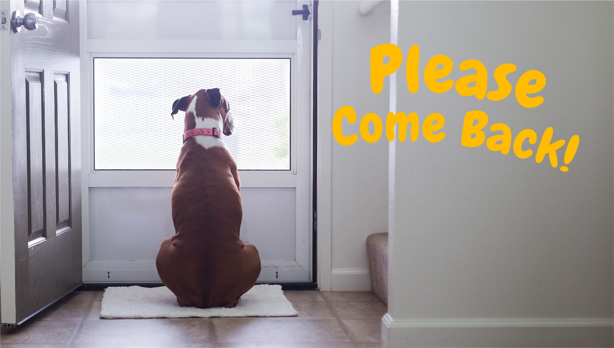 Ad by zestypaws.com