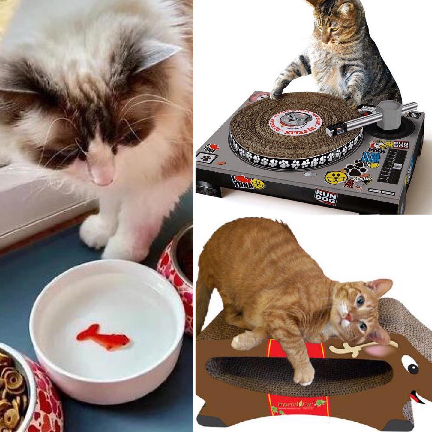 Ad by mythreecats.com