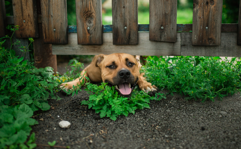 Ad by dogproofer.com