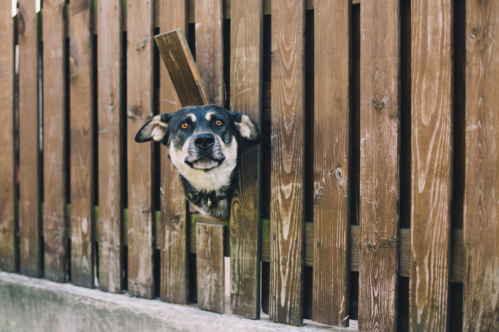 Ad by dogproofer.com