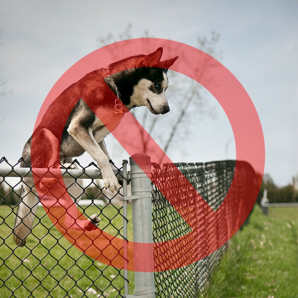 Ad by dogproofer.com