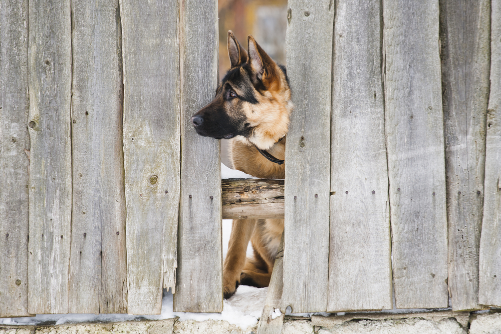Ad by dogproofer.com