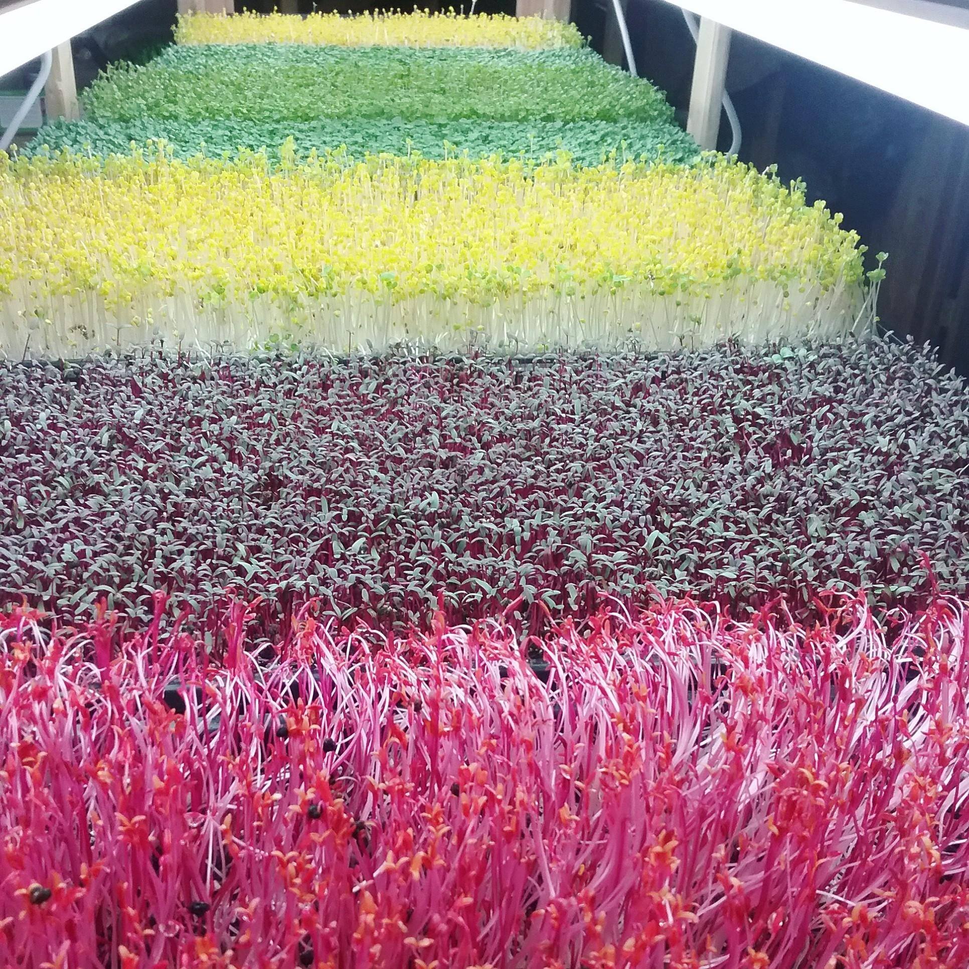 Ad by bootstrapfarmer.com