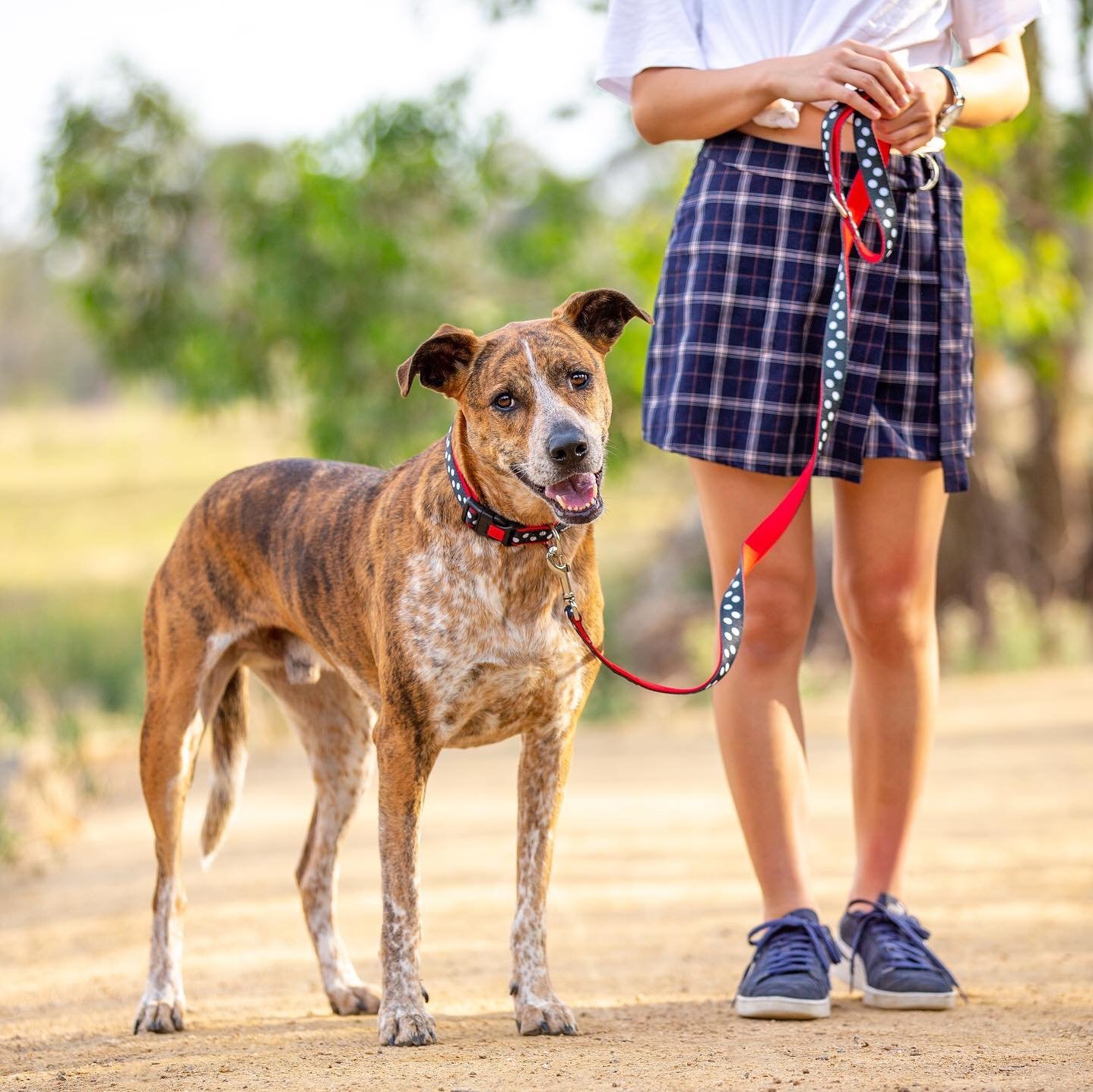 Ad by dizzydogcollars.com