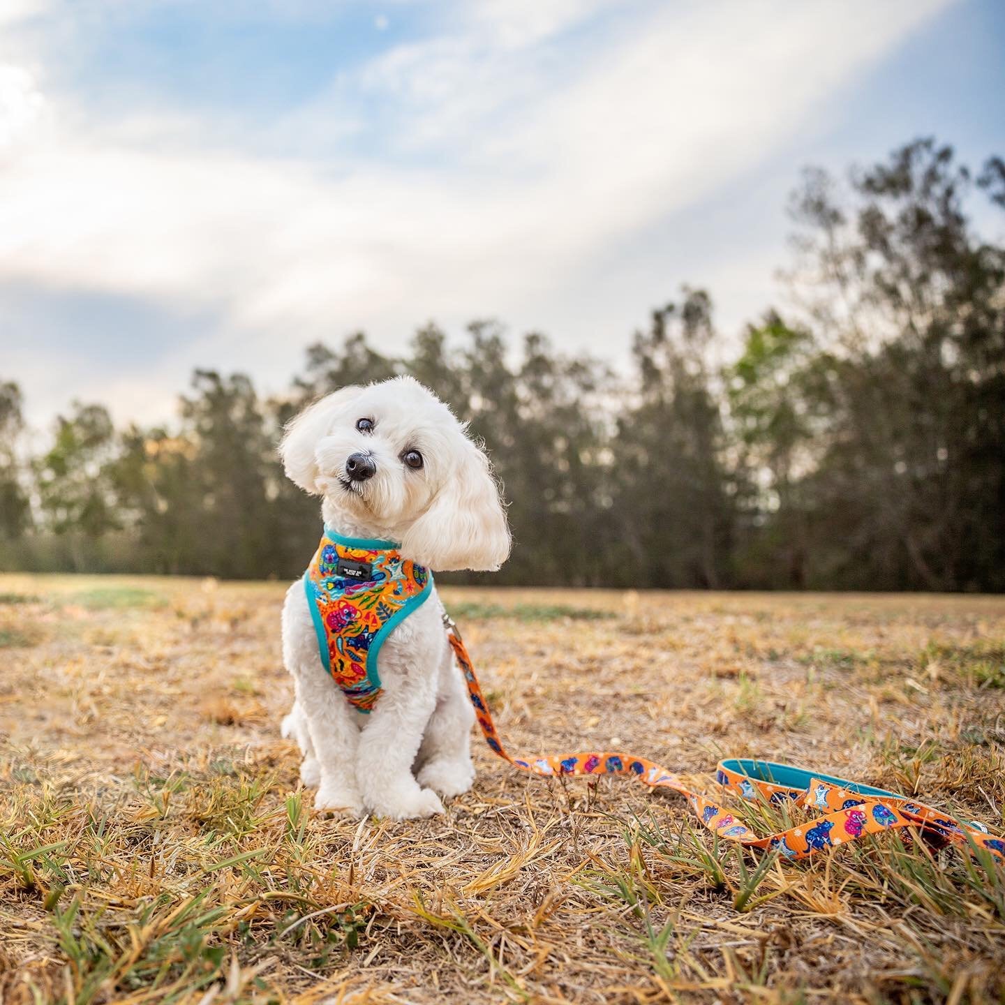 Ad by dizzydogcollars.com