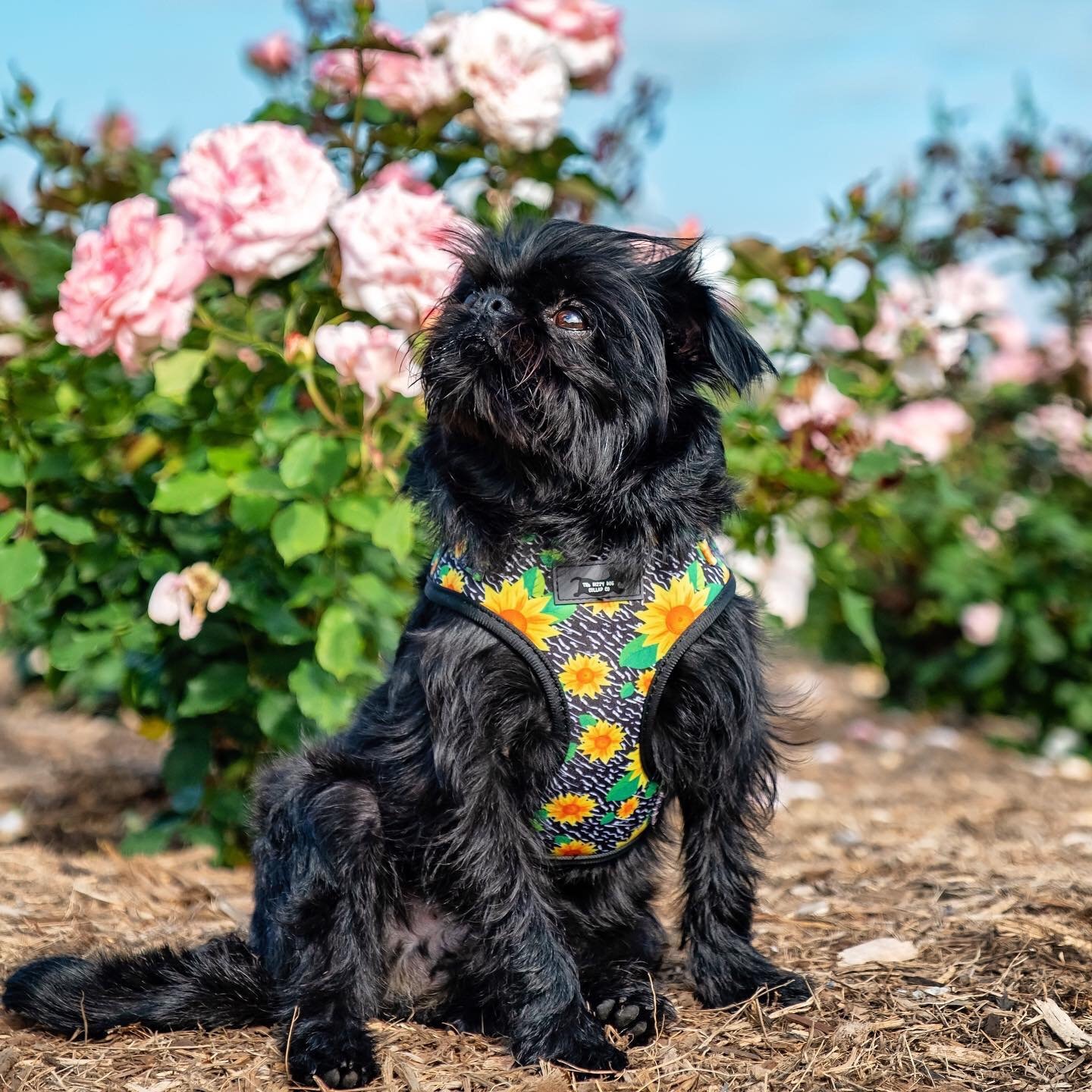 Ad by dizzydogcollars.com