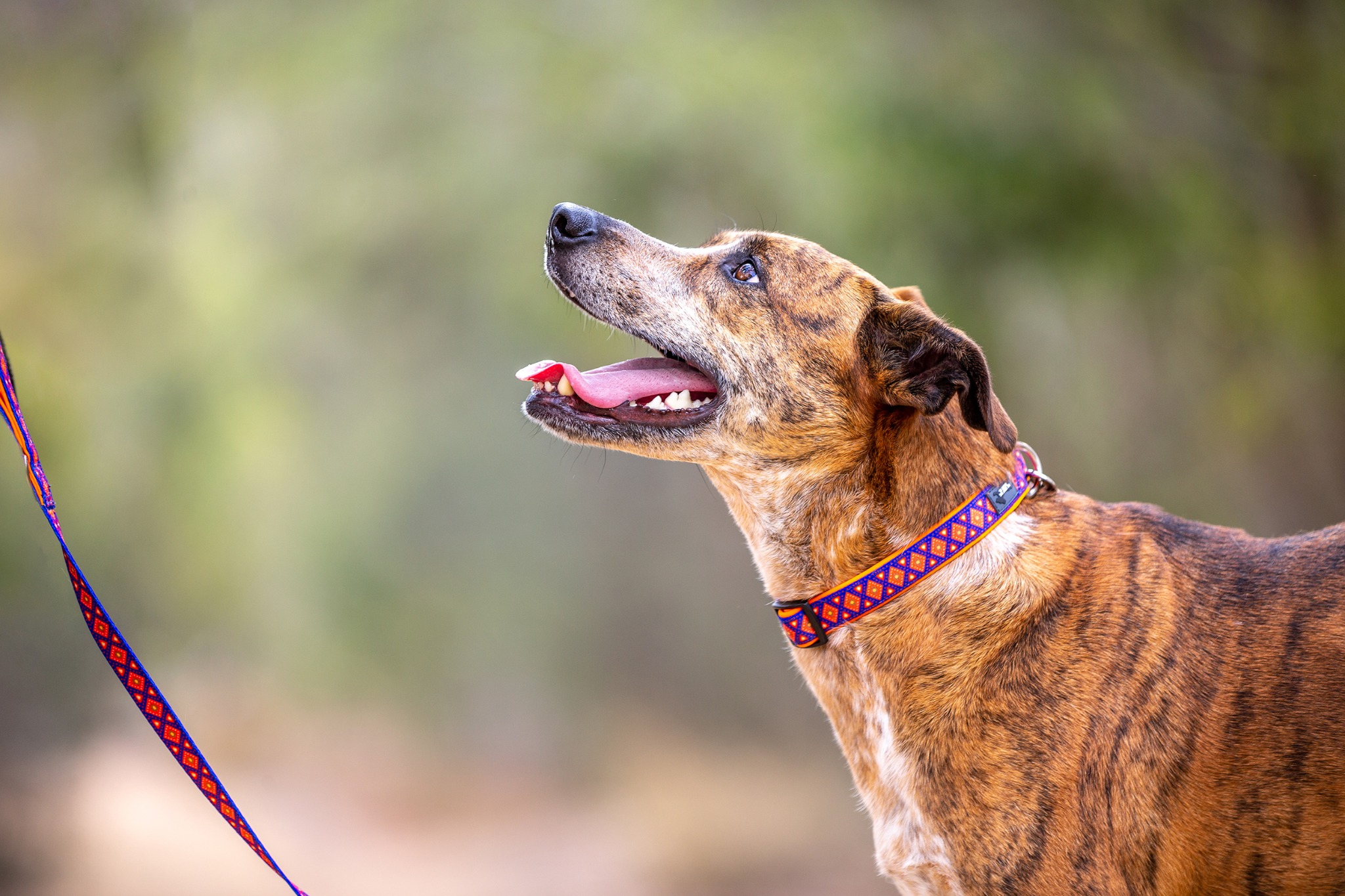 Ad by dizzydogcollars.com