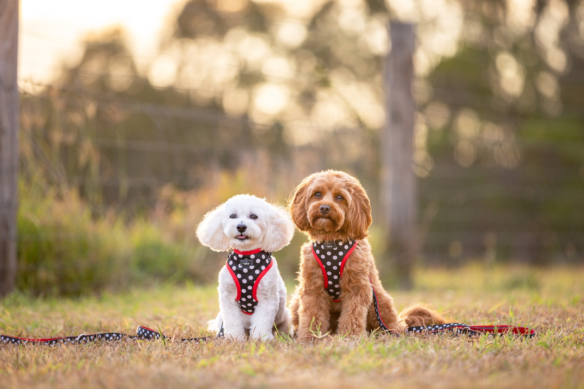 Ad by dizzydogcollars.com