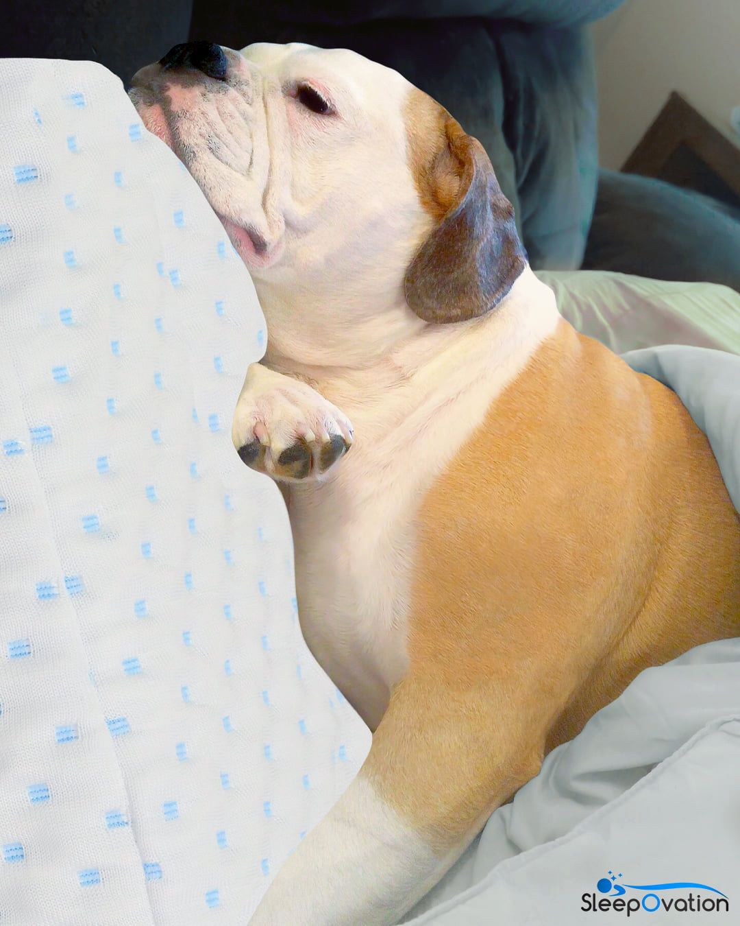 Ad by sleepovation.com