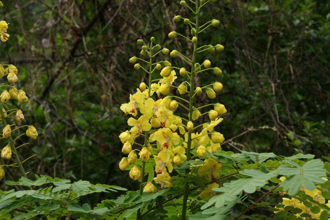 Ad by puremountainbotanicals.com