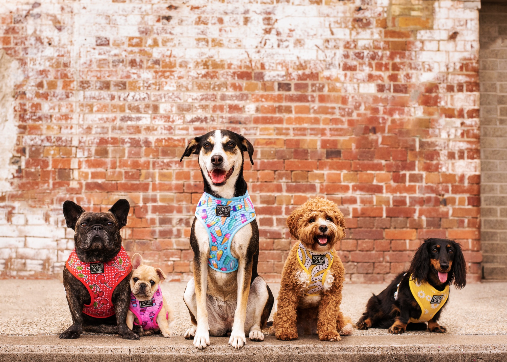 Ad by bigandlittledogs.com