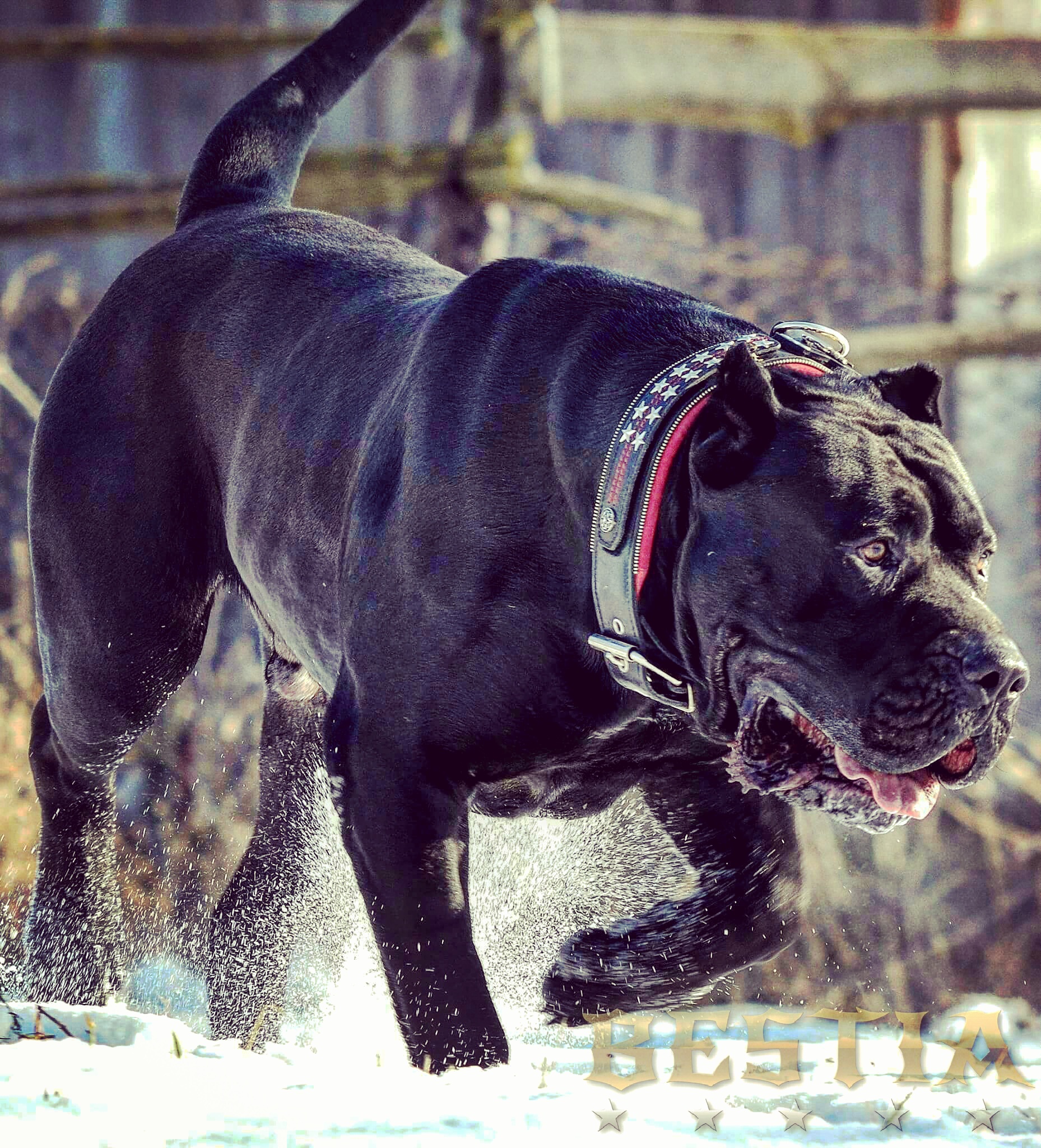 Ad by bestiadoggear.com
