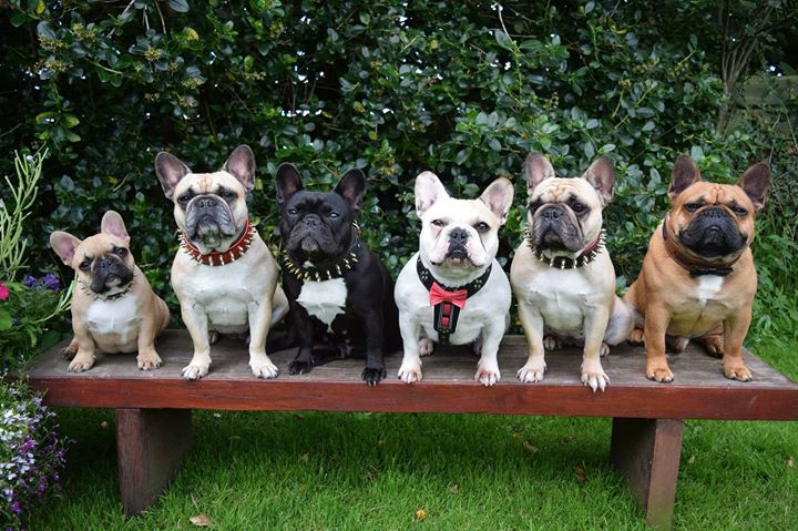 Ad by bestiadoggear.com