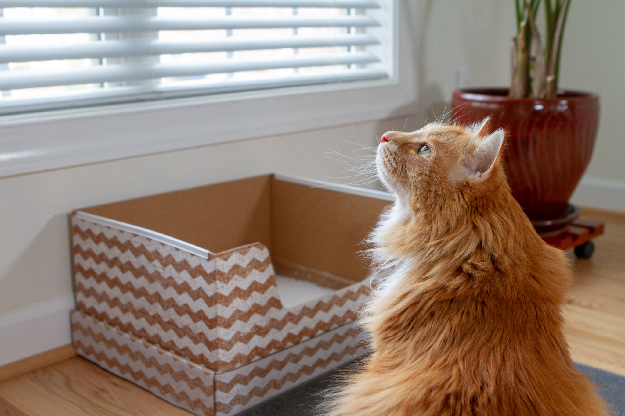 Ad by kittypooclub.com