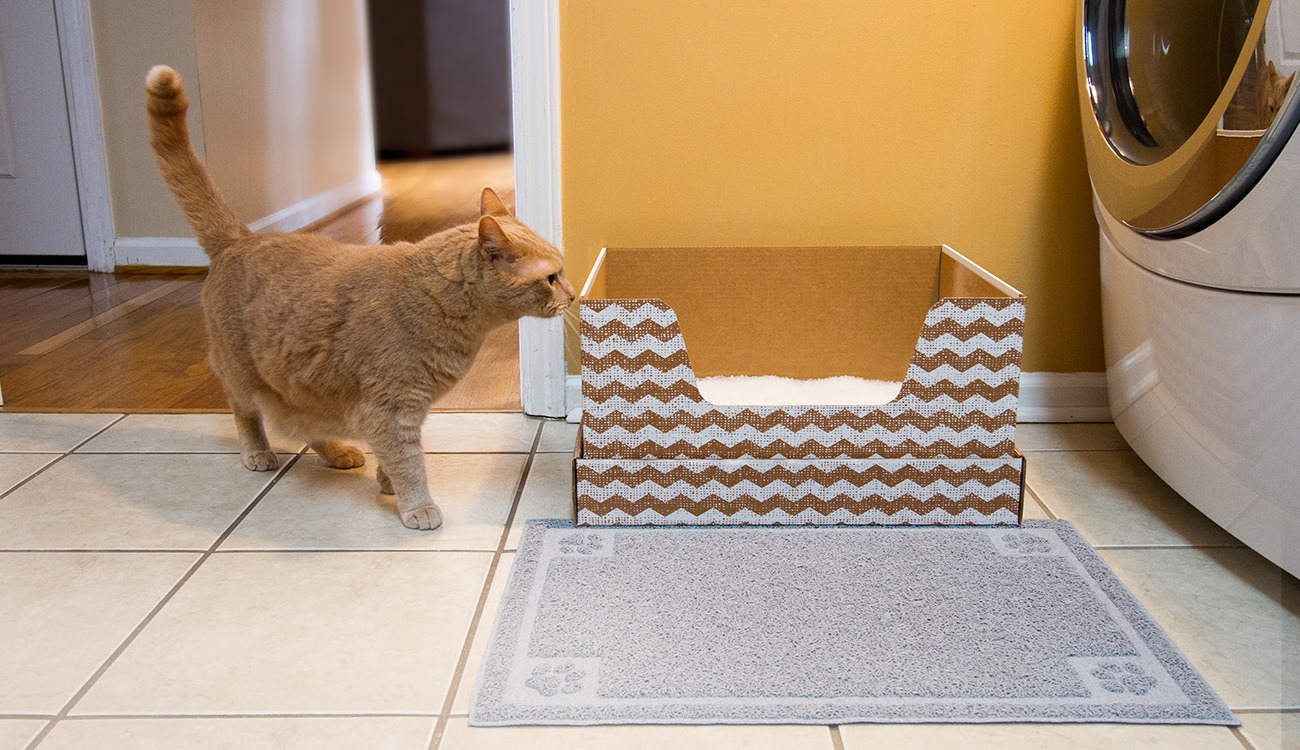 Ad by kittypooclub.com